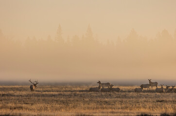 Herd of Elk During the Rut in Autumn in Grand Teton National Park Wyoming