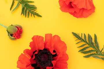 Flowers of red poppy, field poppy on a yellow background. Top view, flat plan.