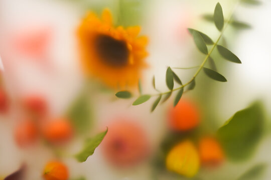 colorful autumn background, sunflower, eucalyptus and physalis in abstract blur filter on white background