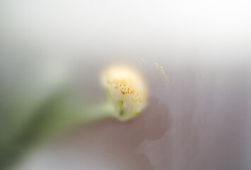 Hemantus flower in an abstract filter