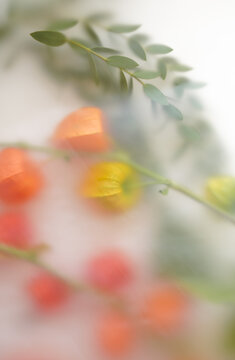 colorful autumn physalis in abstract blur filter on white background