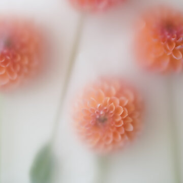 coral dahlia flower in abstract filter