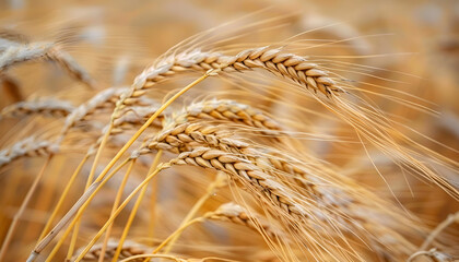 Ripe wheat spikes in agricultural field, closeup