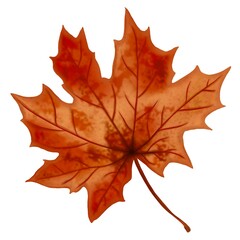 Fototapeta premium Maple Leaf. isolated leaf illustration in front of a white background for design needs