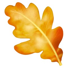 Obraz premium Oak Leaf. isolated leaf illustration in front of a white background for design needs