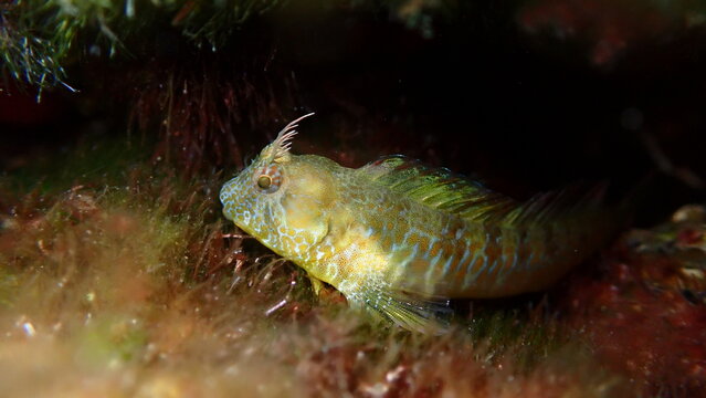 Surprise blenny (Parablennius incognitus) close-up undersea, Aegean Sea, Greece, Halkidiki, Kakoudia beach