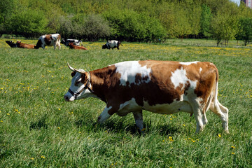 Cows graze on a green meadow.