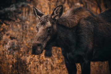 Fototapeta premium A moose amongst fall foliage in Colorado