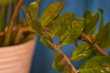 green palm leaves growing close up