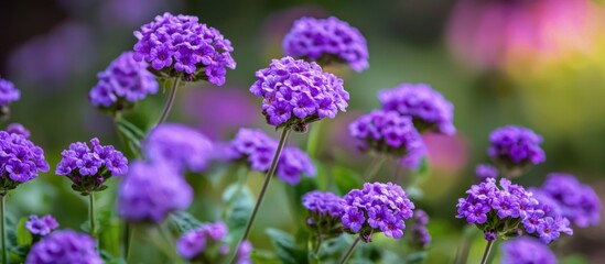 Obraz premium Verbena Flower In The Garden