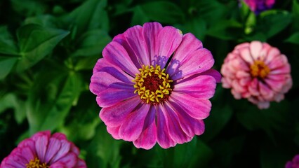 Vibrant pink zinnia flower in bloom.