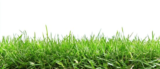 Fresh Spring Green Grass Isolated On White Background