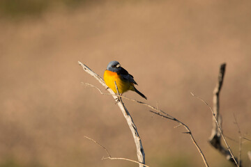 Fototapeta premium Ave - Bird