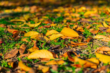 Sunny view of the landscape of Daan Forest Park