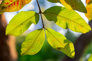 Sunny view of the landscape of Daan Forest Park