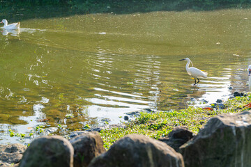 Sunny view of bird in Daan Forest Park