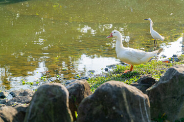 Sunny view of bird in Daan Forest Park