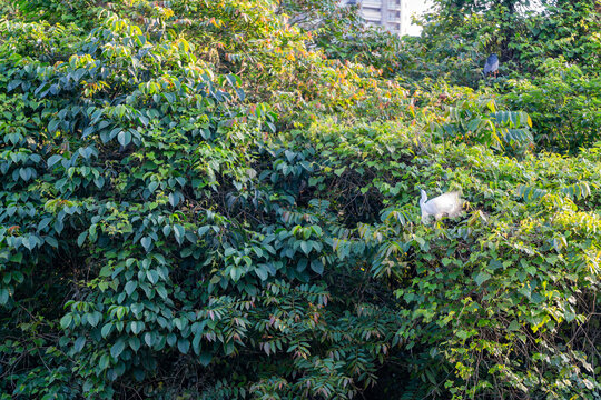 Sunny view of bird in Daan Forest Park