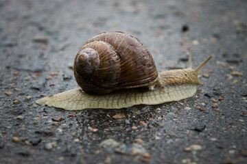 Garden snail, helix pomatia, grapevine snail, close up on asphalt after rain. macro