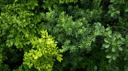 Fototapeta premium Draufsicht auf Olivenbäume und Trauerbirken für botanische Studien und Naturdesign