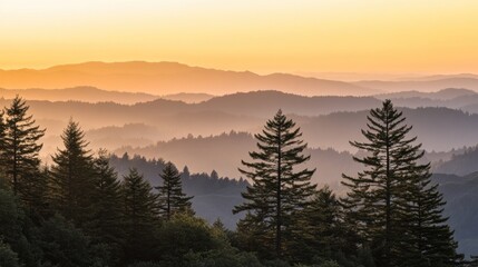 Obraz premium The warm glow of sunset illuminates the misty mountains while tall pine trees stand silhouetted against the colorful sky, creating a peaceful forest atmosphere