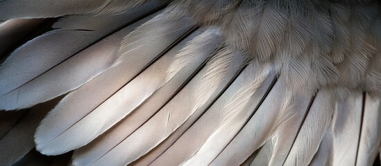 Naklejka premium Feathers On Bird Wing As Abstract Background