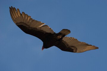 Ave - Bird