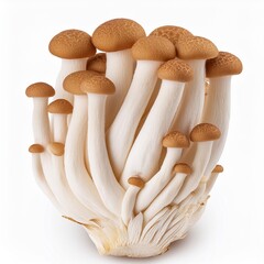 brown beech mushrooms or shimeji mushroom isolated on white background with full depth of field