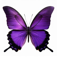 soaring purple butterflies isolated on transparent background