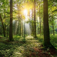 Fototapeta premium sunlight in green forest