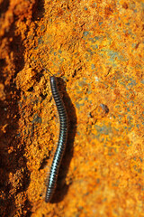 European millipede on the ground