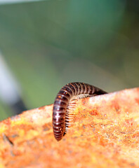 European millipede on the ground