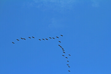 Grey crane in migration formation