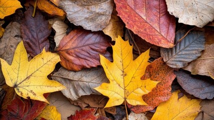 Obraz premium Lebendige Herbstblätter-Ausstellung für Liebhaber saisonalen Designs und der Natur