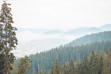 forested mountains in the fog
