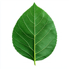 Obraz premium A single green leaf isolated on a white background.