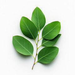 Obraz premium A sprig of green leaves on a white background.
