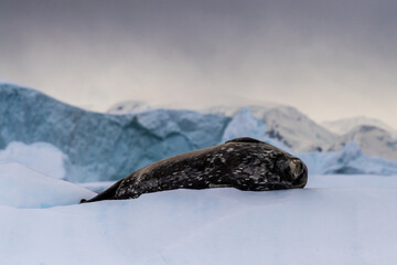 Obraz premium Close-up of a Weddell seal -Leptonychotes weddellii- resting on a small iceberg near Cuverville Island on the Antarctic peninsula