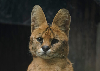 Serval portrait. Leptailurus serval cat