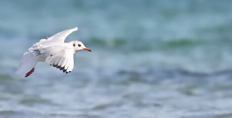  Common Black-headed Gull in flight, Larus ridibundus, birds of Montenegro