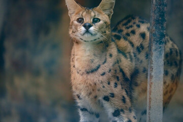 Serval portrait. Leptailurus serval cat