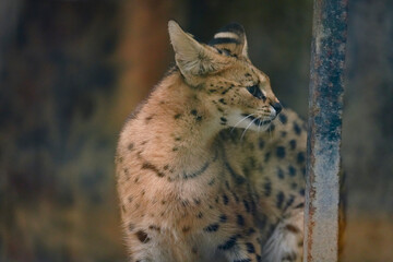 A cute-looking yet fierce serval in a zoo.