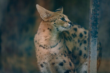 A cute-looking yet fierce serval in a zoo.