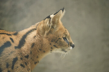 A cute-looking yet fierce serval in a zoo.