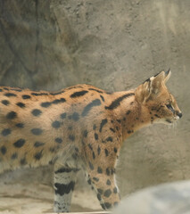 A cute-looking yet fierce serval in a zoo.