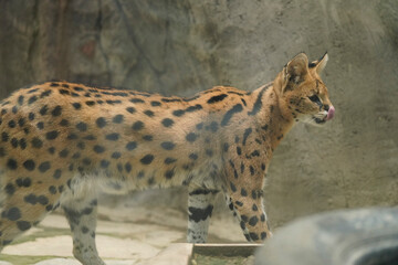 A cute-looking yet fierce serval in a zoo.