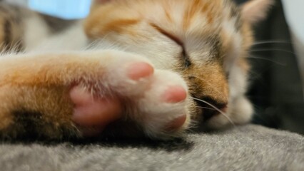 Close-up of a sleeping calico cat with soft pink paws extended