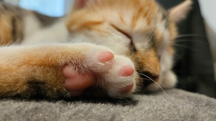 Close-up of a sleeping calico cat with paws extended on a soft surface