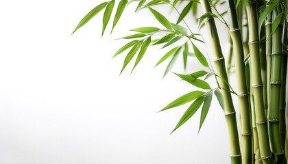 Bamboo plant on side position provides copy space for text. background concept isolated white