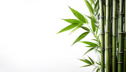 Bamboo plant on side position provides copy space for text. background concept isolated white